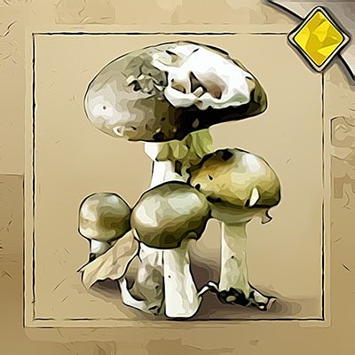 Toadstools